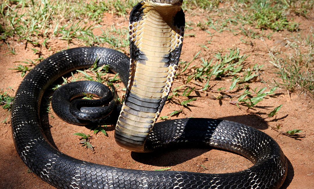 Gokwe Man Detained for Possession of Cobras